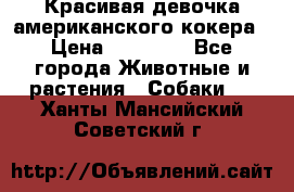 Красивая девочка американского кокера › Цена ­ 35 000 - Все города Животные и растения » Собаки   . Ханты-Мансийский,Советский г.